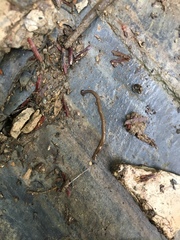 Bipalium pennsylvanicum