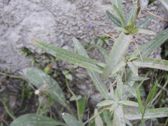 Ptilostemon stellatus