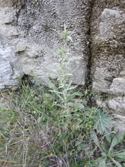 Ptilostemon stellatus