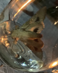 Sphingomorpha chlorea