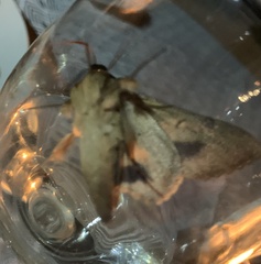 Sphingomorpha chlorea