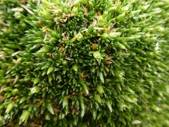 Colobanthus subulatus