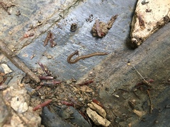 Bipalium pennsylvanicum