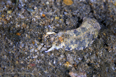 Plakobranchus ocellatus
