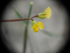 Scorpiurus muricatus