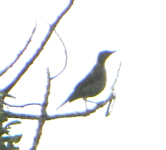 Turdus plebejus