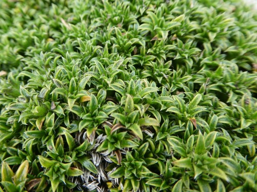 Image of Nassauvia gaudichaudii by (c) Tristan Jobin, some rights reserved (CC BY)