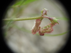 Scorpiurus muricatus