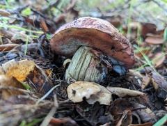 Suillellus amygdalinus