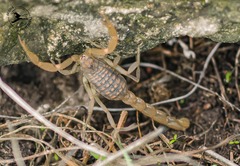 Aegaeobuthus gibbosus