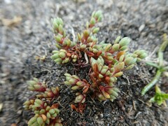Crassula moschata
