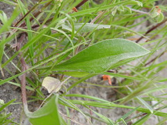 Scorpiurus muricatus