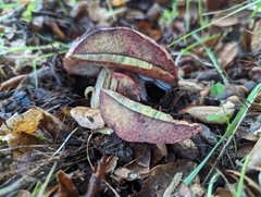 Suillellus amygdalinus