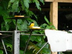 Euphonia laniirostris