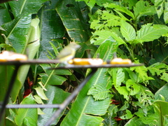 Euphonia laniirostris