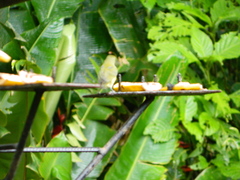 Euphonia laniirostris