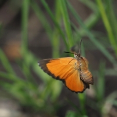 Aloeides dentatis dentatis