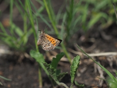 Aloeides dentatis dentatis