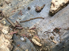 Bipalium pennsylvanicum