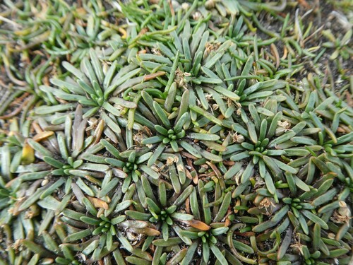 Image of Thrift Plantain (Plantago monanthos) by (c) Tristan Jobin, some rights reserved (CC BY)