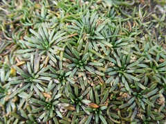 Plantago monanthos monanthos