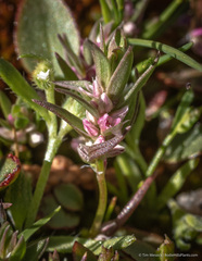 Polygonum polygaloides