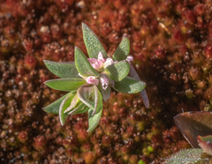 Polygonum polygaloides