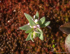 Polygonum polygaloides