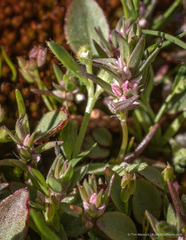 Polygonum polygaloides