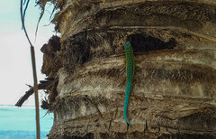 Phelsuma cepediana