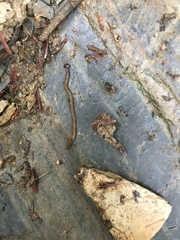 Bipalium pennsylvanicum