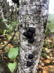 Daldinia concentrica