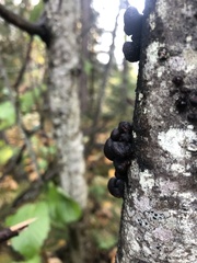 Daldinia concentrica