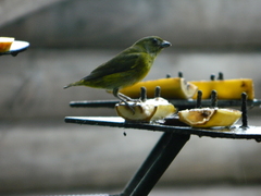 Euphonia laniirostris