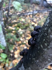 Daldinia concentrica