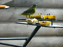Euphonia laniirostris