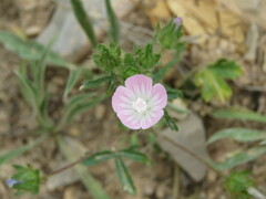 Malva setigera