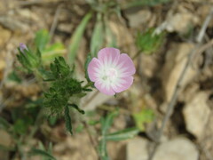 Malva setigera