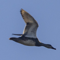 Mareca strepera