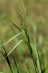 Panicum dichotomiflorum dichotomiflorum