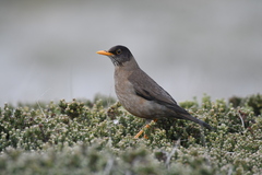 Turdus falcklandii falcklandii