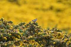 Cistothorus platensis