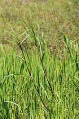 Panicum dichotomiflorum dichotomiflorum
