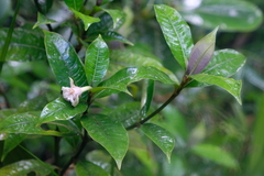 Psychotria urbaniana