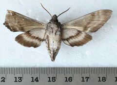 Sphinx gordius