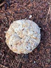 Sparassis spathulata