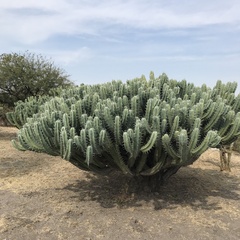 Myrtillocactus geometrizans