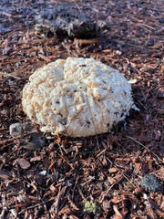 Sparassis spathulata