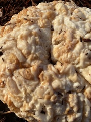 Sparassis spathulata