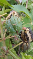 Ricinus communis